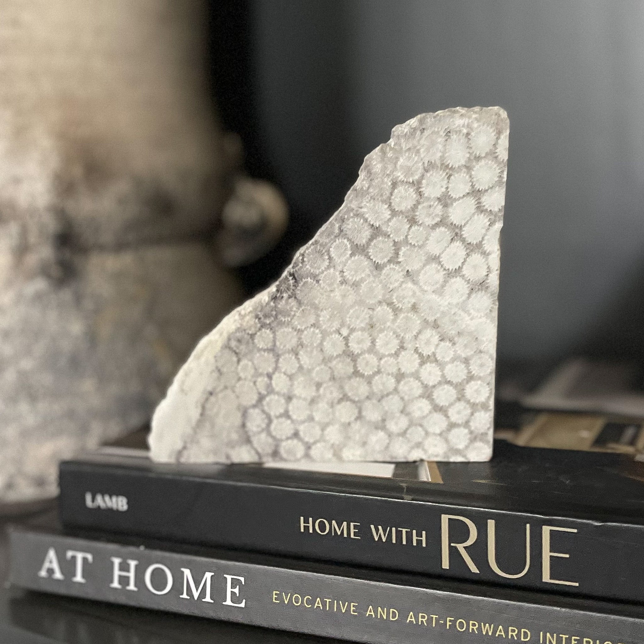 fossil coral slice, natural home accents