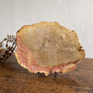 petrified wood home decor, fossilized wood slice