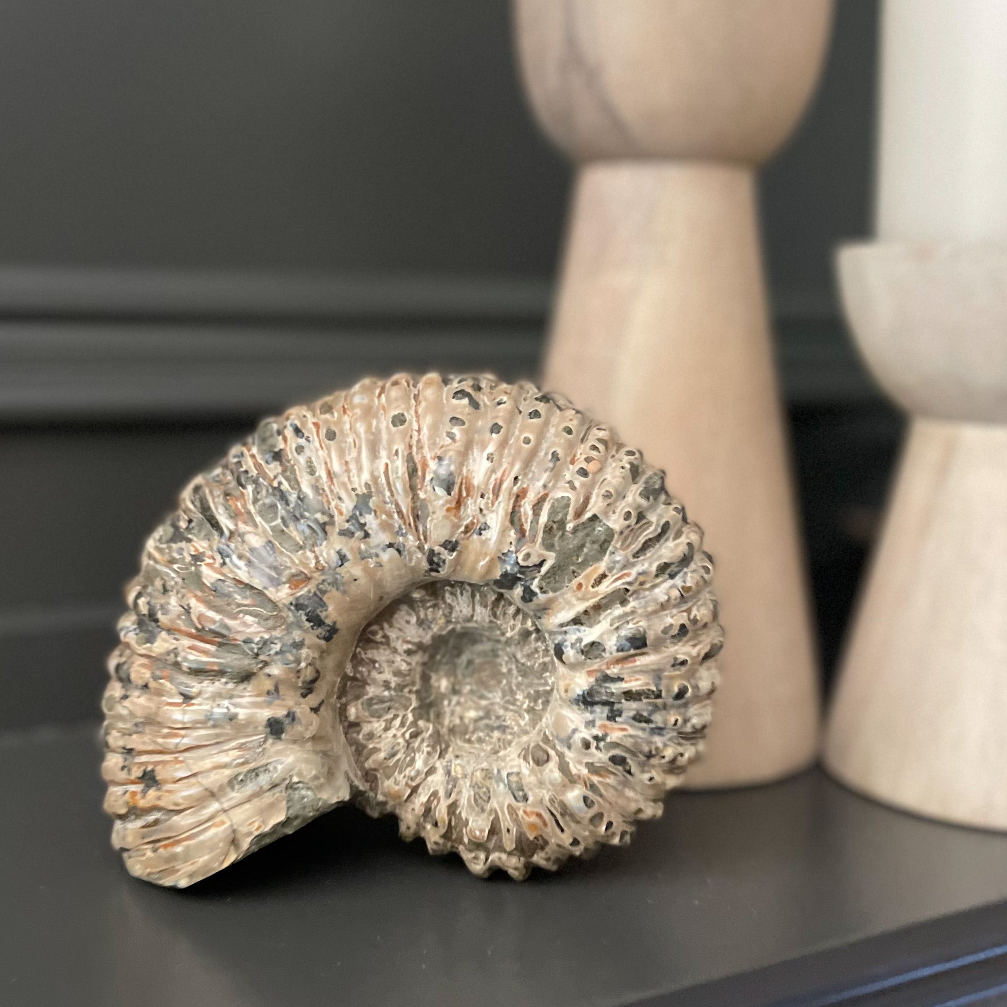 Madagascar Goat Horn Ammonite, Natural Home Accents, Home Accents OKC