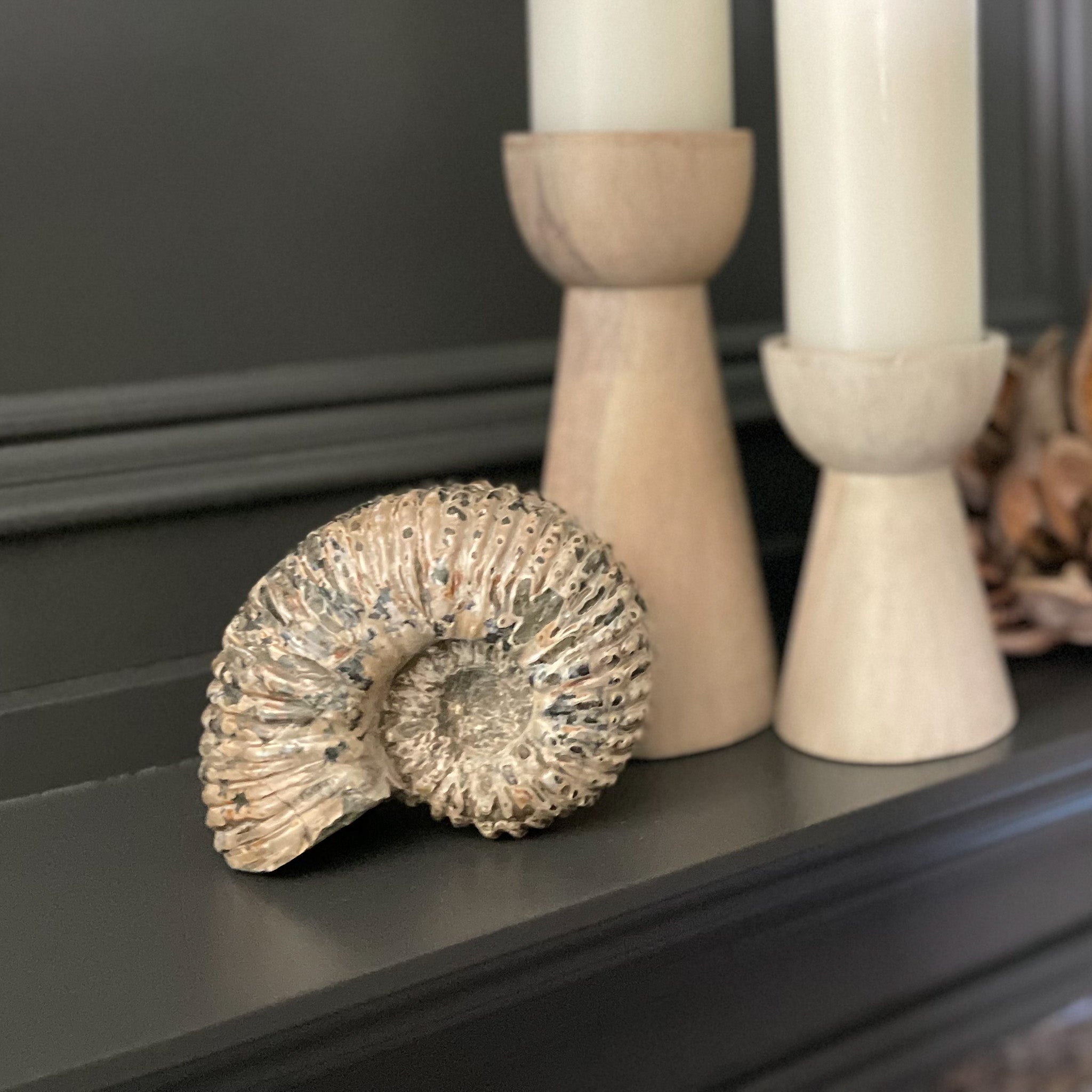 Goat Horn Ammonite, Modern Rustic Bookshelf Decor, Natural Home Decor