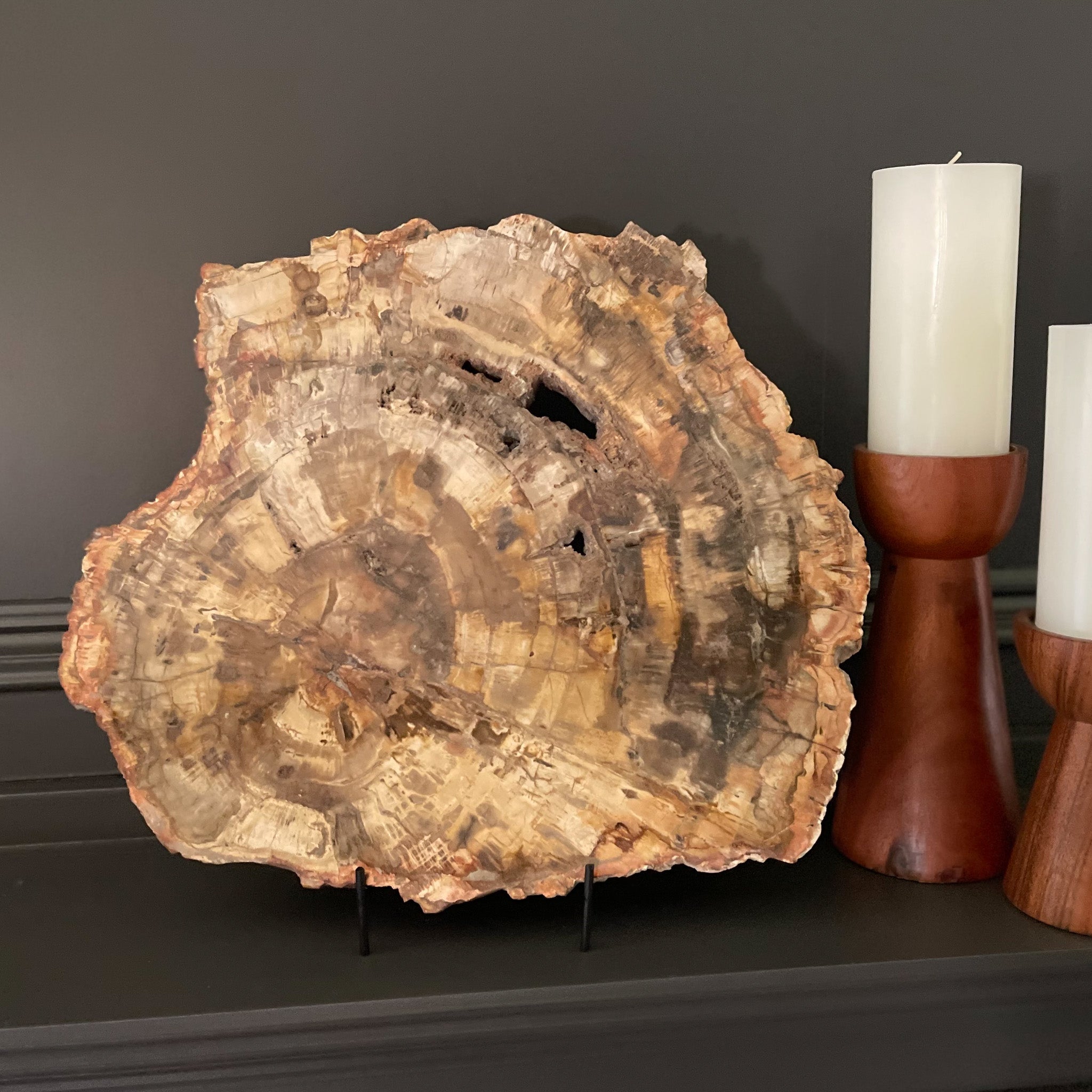Madagascar Petrified Wood Slab, Fossil Decor, Home Decor Oklahoma City