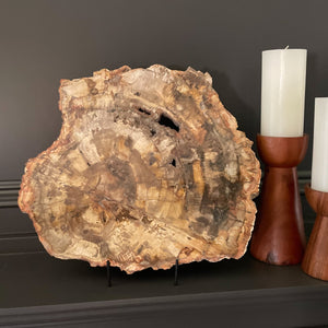Madagascar Petrified Wood Slab, Fossil Decor, Home Decor Oklahoma City