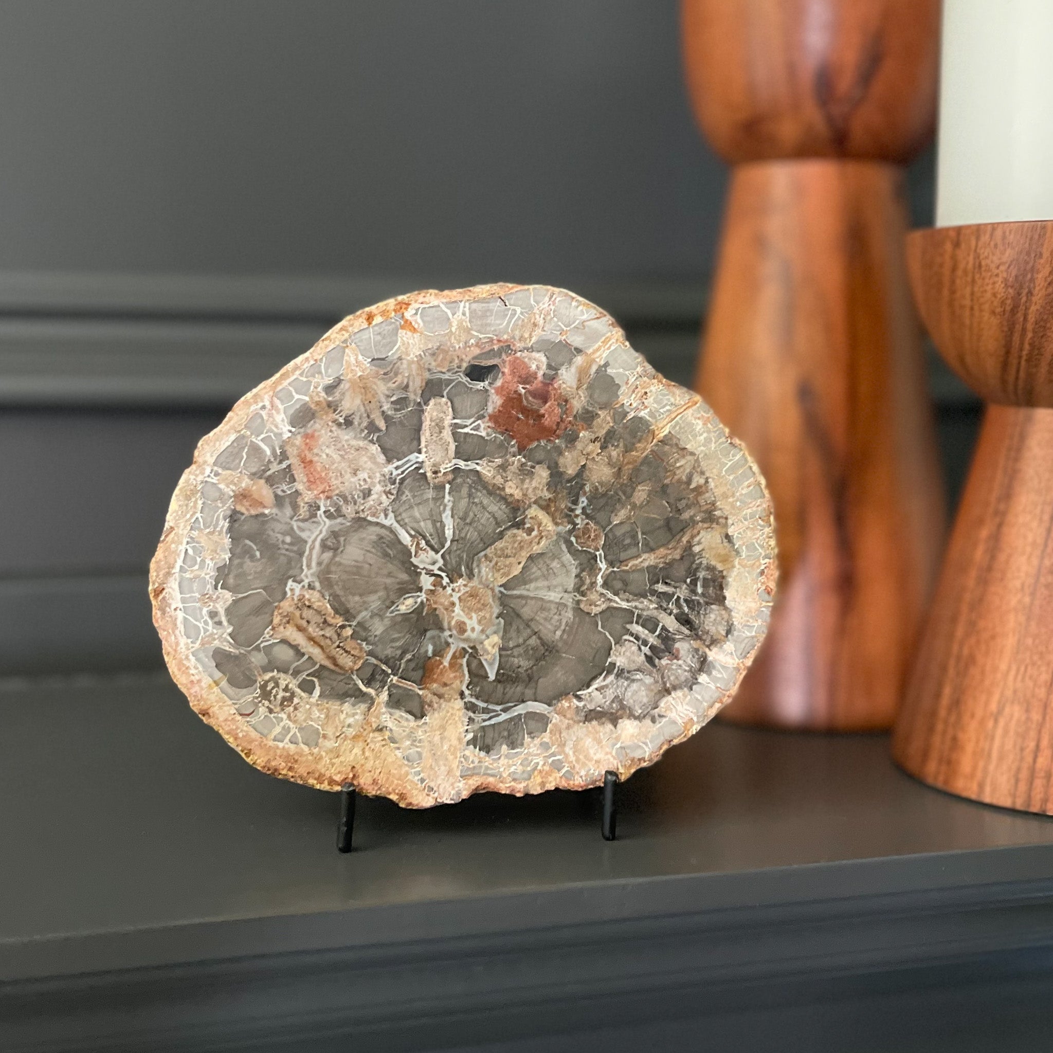 Madagascar Petrified Wood, Natural Home Accents, Home Accents OKC