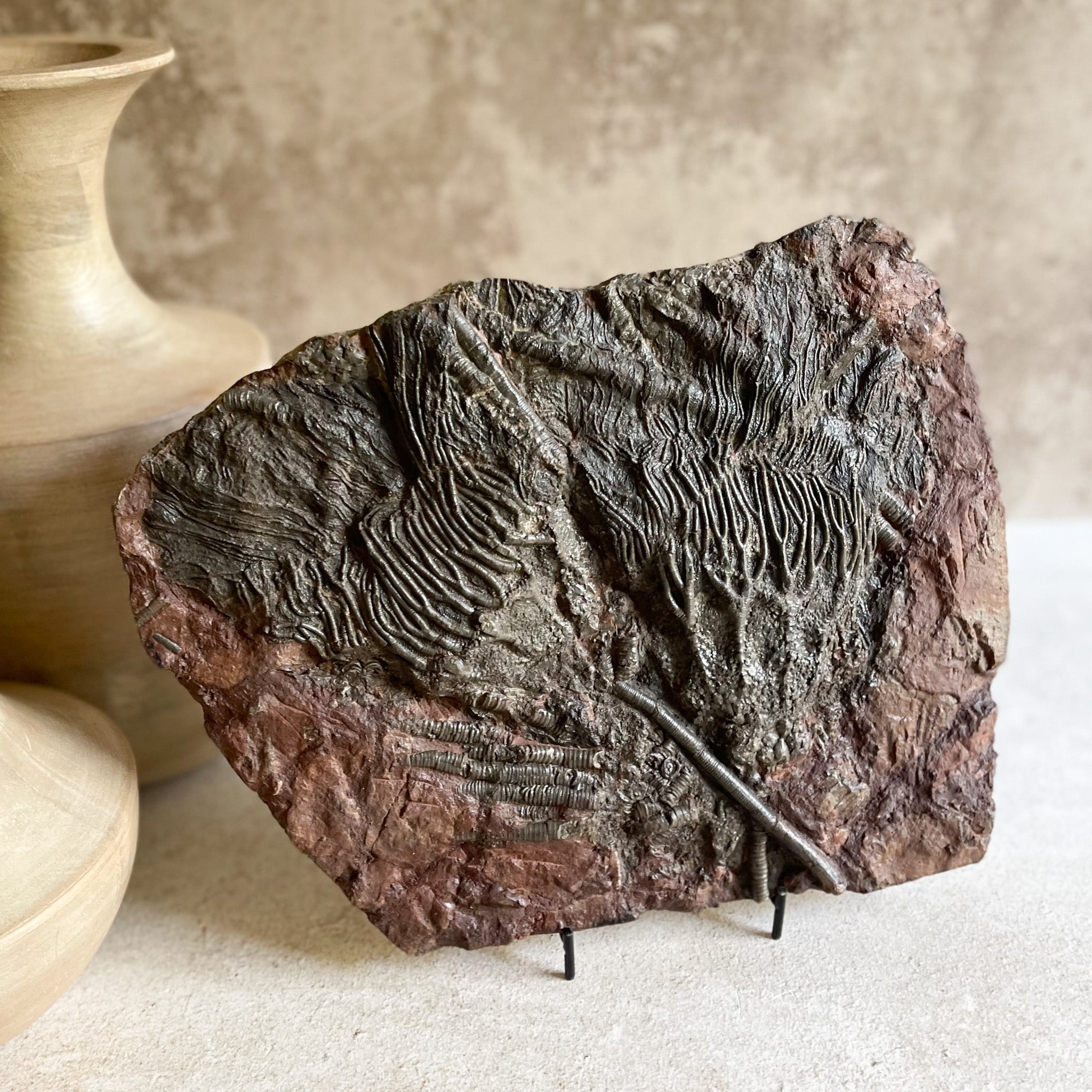 Fossil Crinoid Morocco