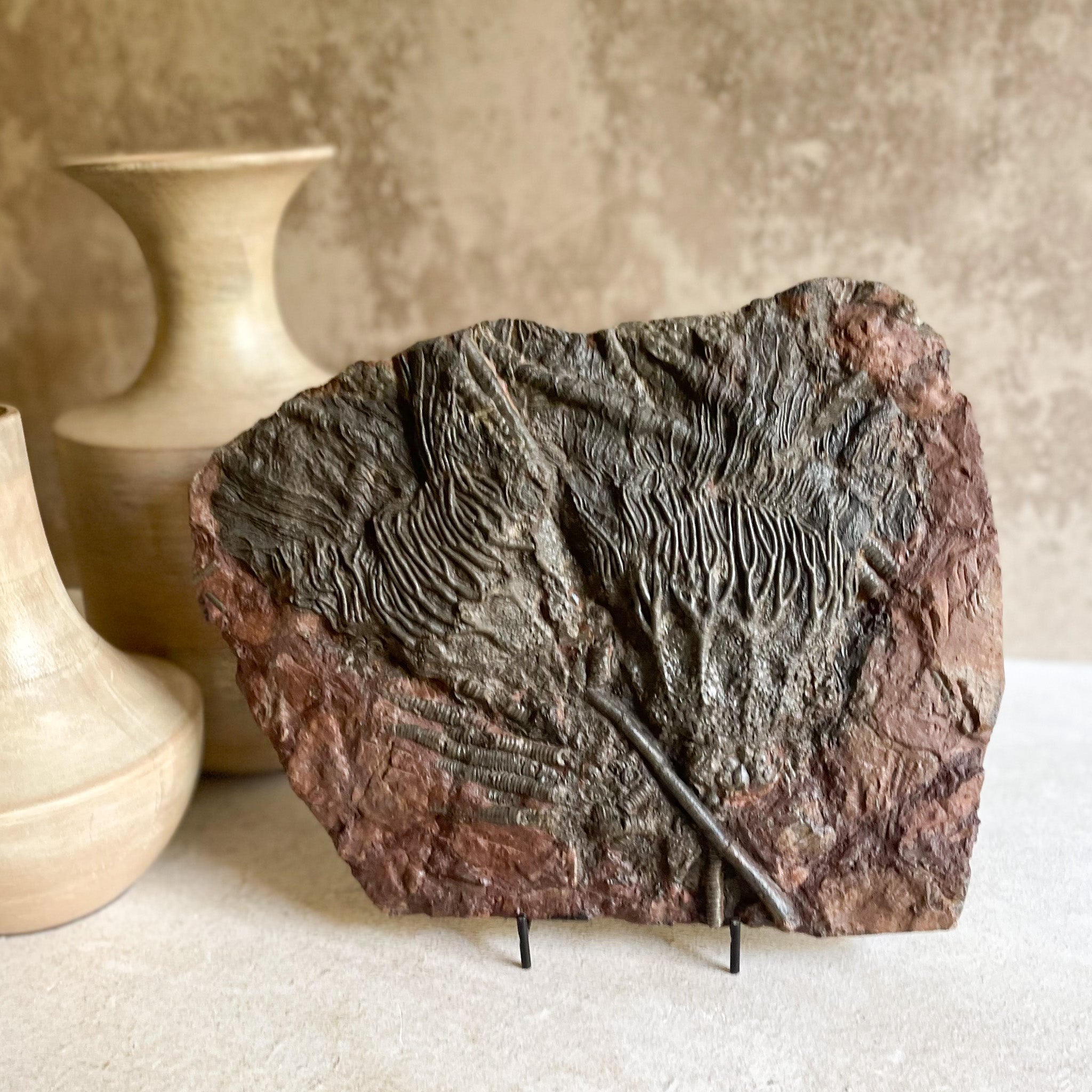 Moroccan Crinoid Fossil, Fossil Decor