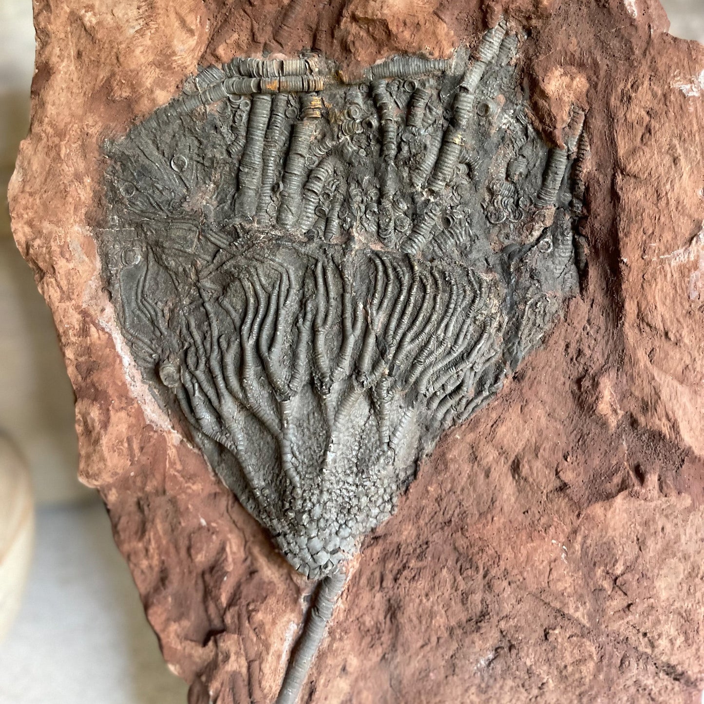 Fossilized Crinoid
