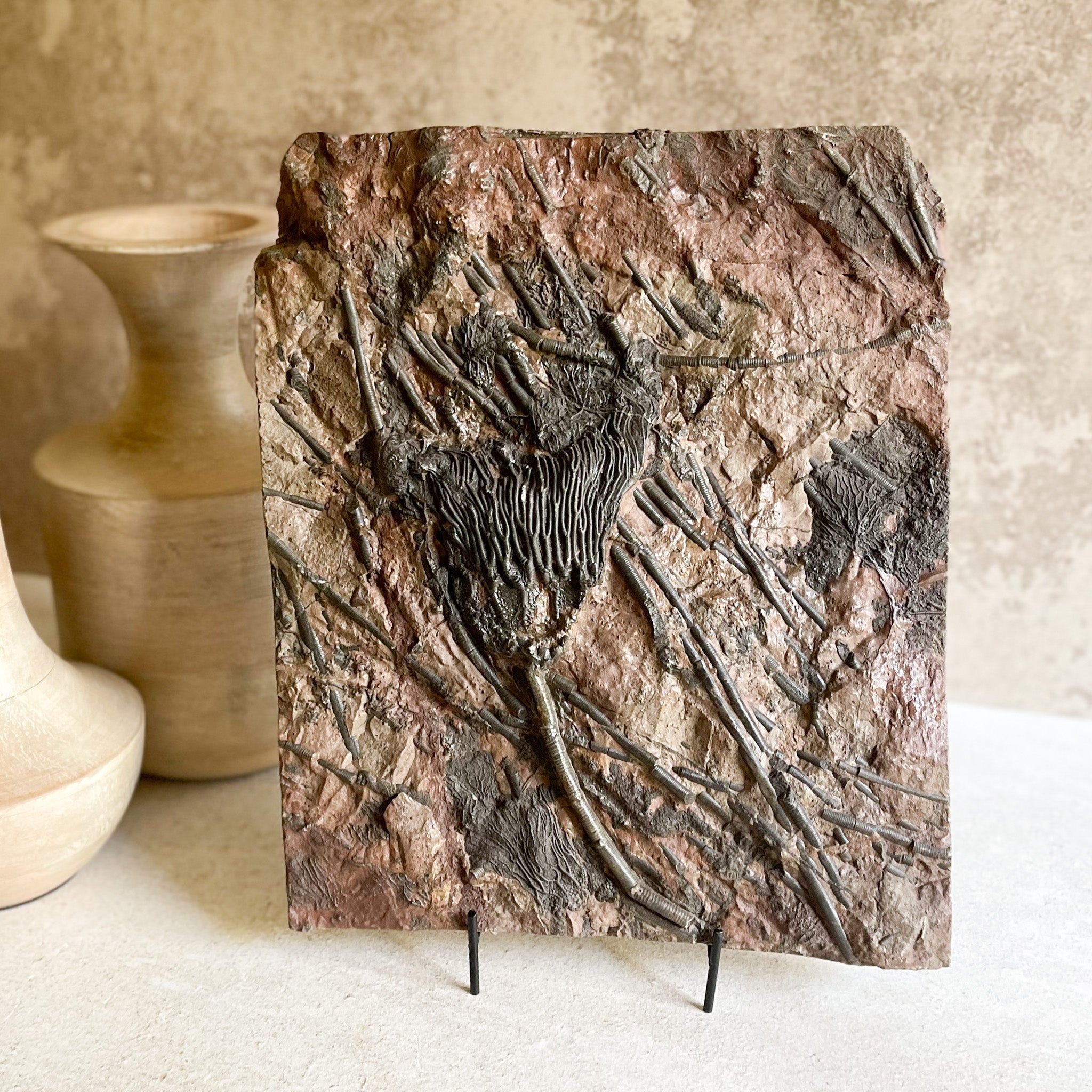Fossil Crinoid Plaque, Fossil Lover Gift, Fossil Decor
