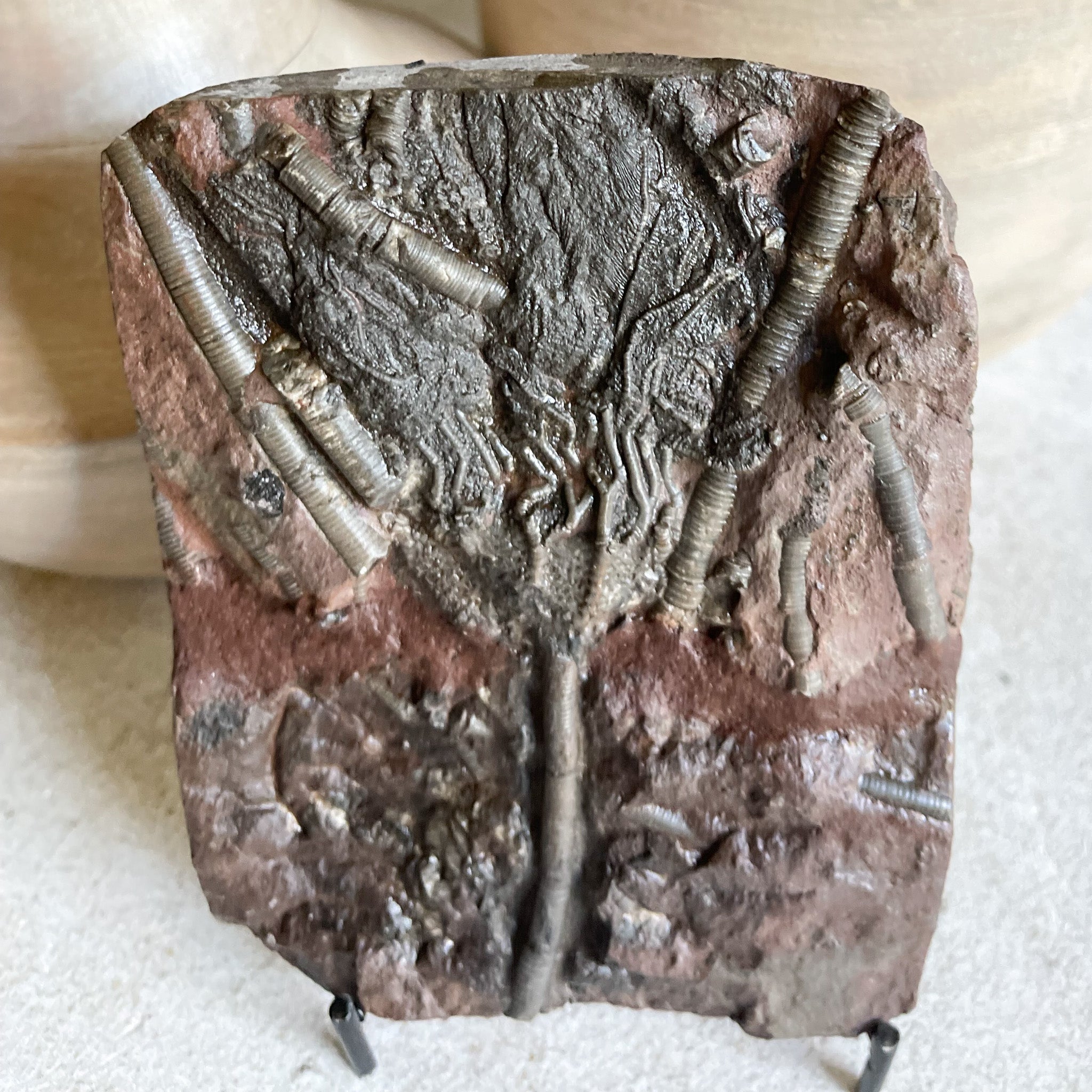 Moroccan Crinoid Fossil, Marine Fossil