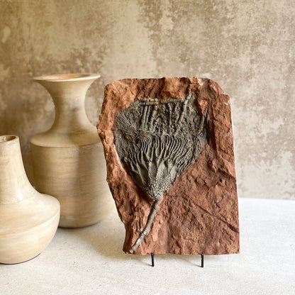 Fossil Crinoid Morocco