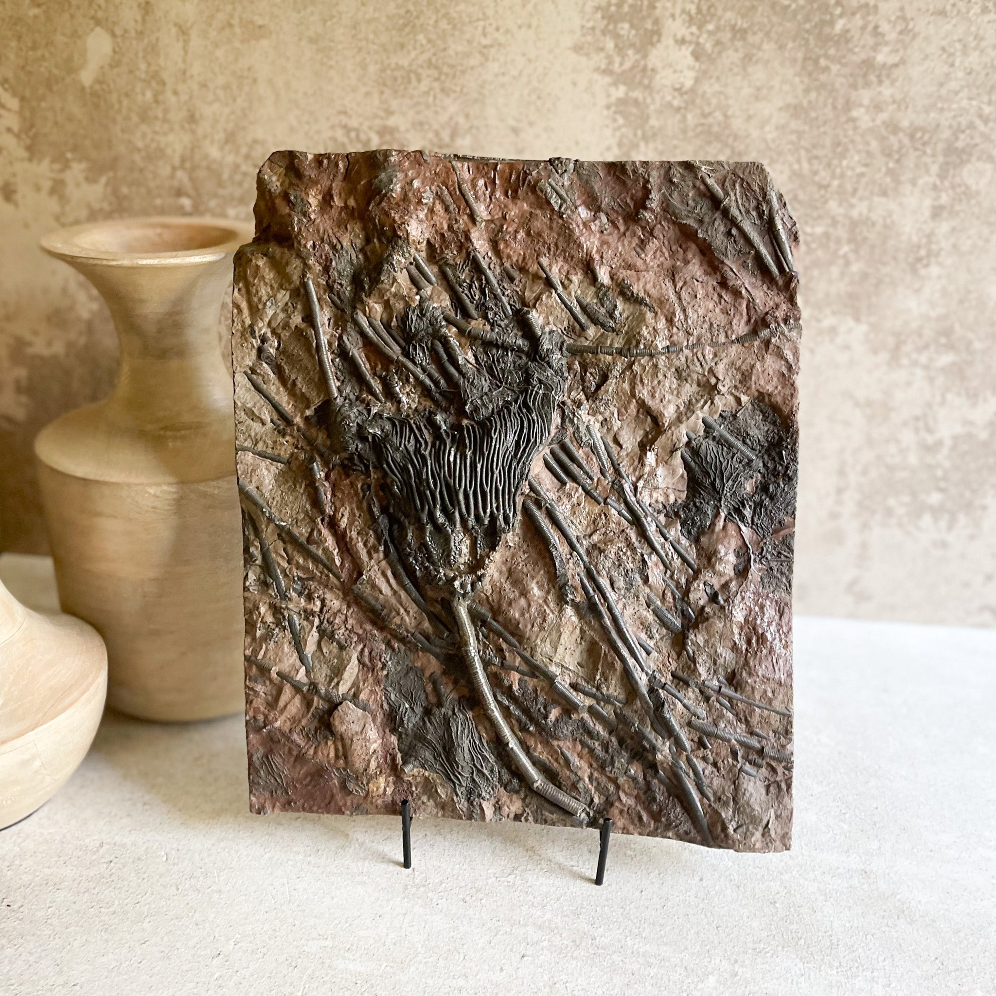 Fossil Crinoif Plaque, Fossil Sea Lily, Marine Fossil