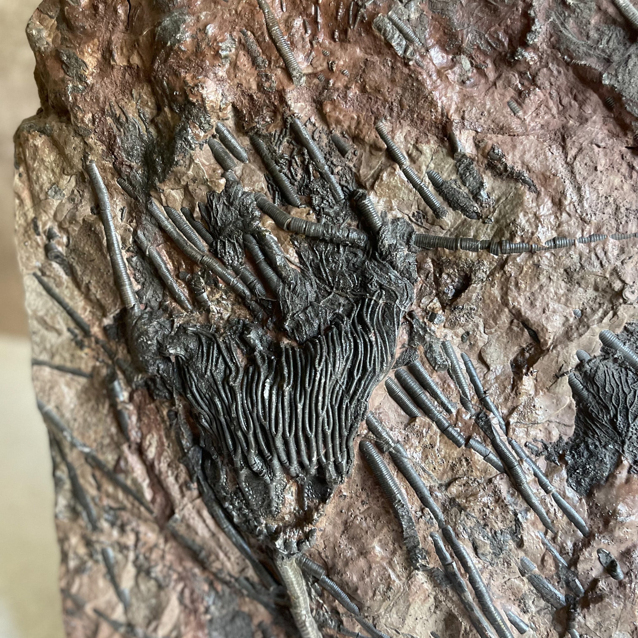 Crinoid Fossil Morocco