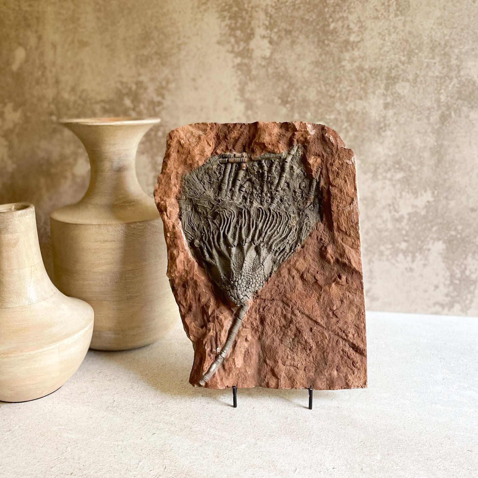 Fssil Crinoid from Morocco, Natural Home Decor, Fossil Decor