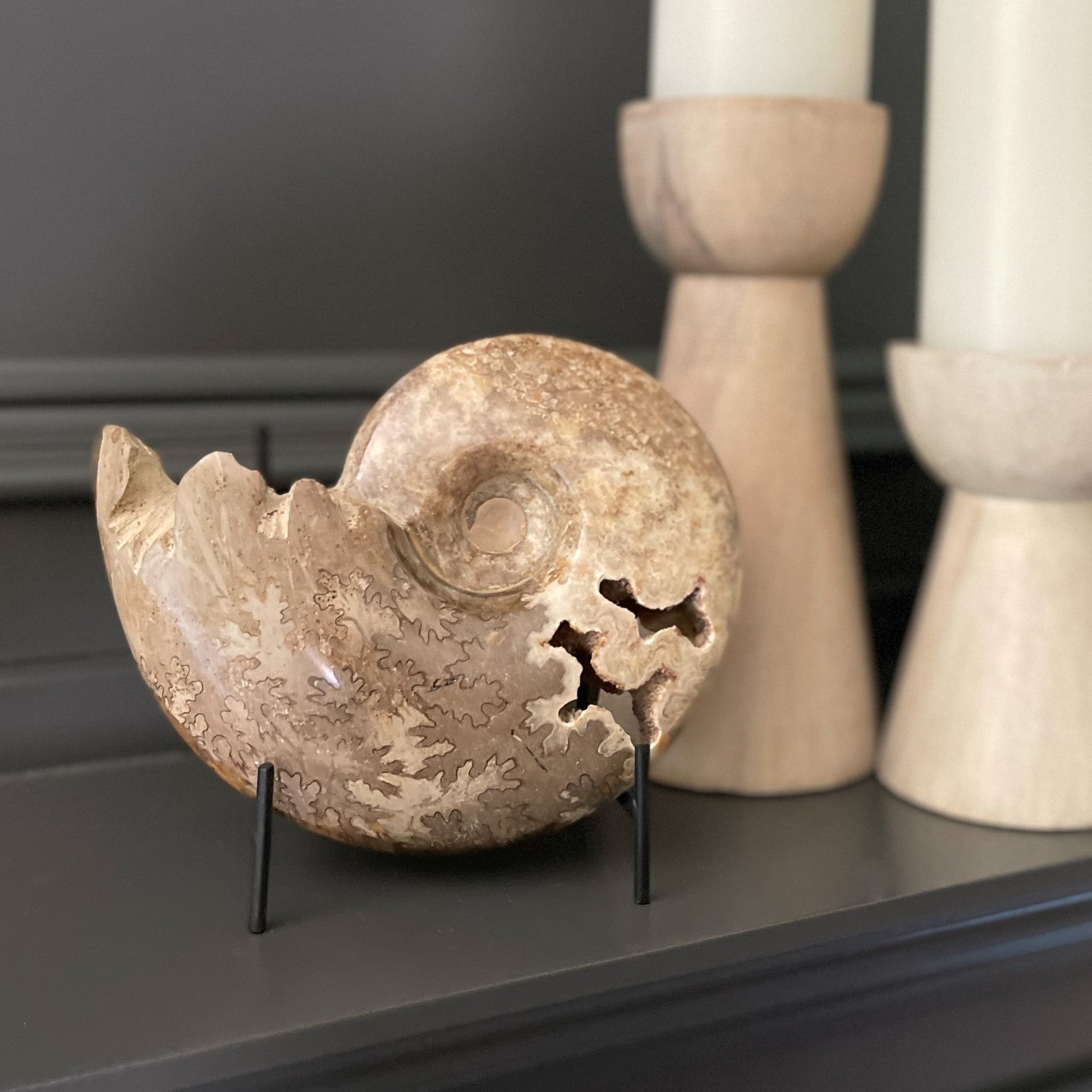 Open Chambered Moroccan Fossil Ammonite, Natural Home Decor