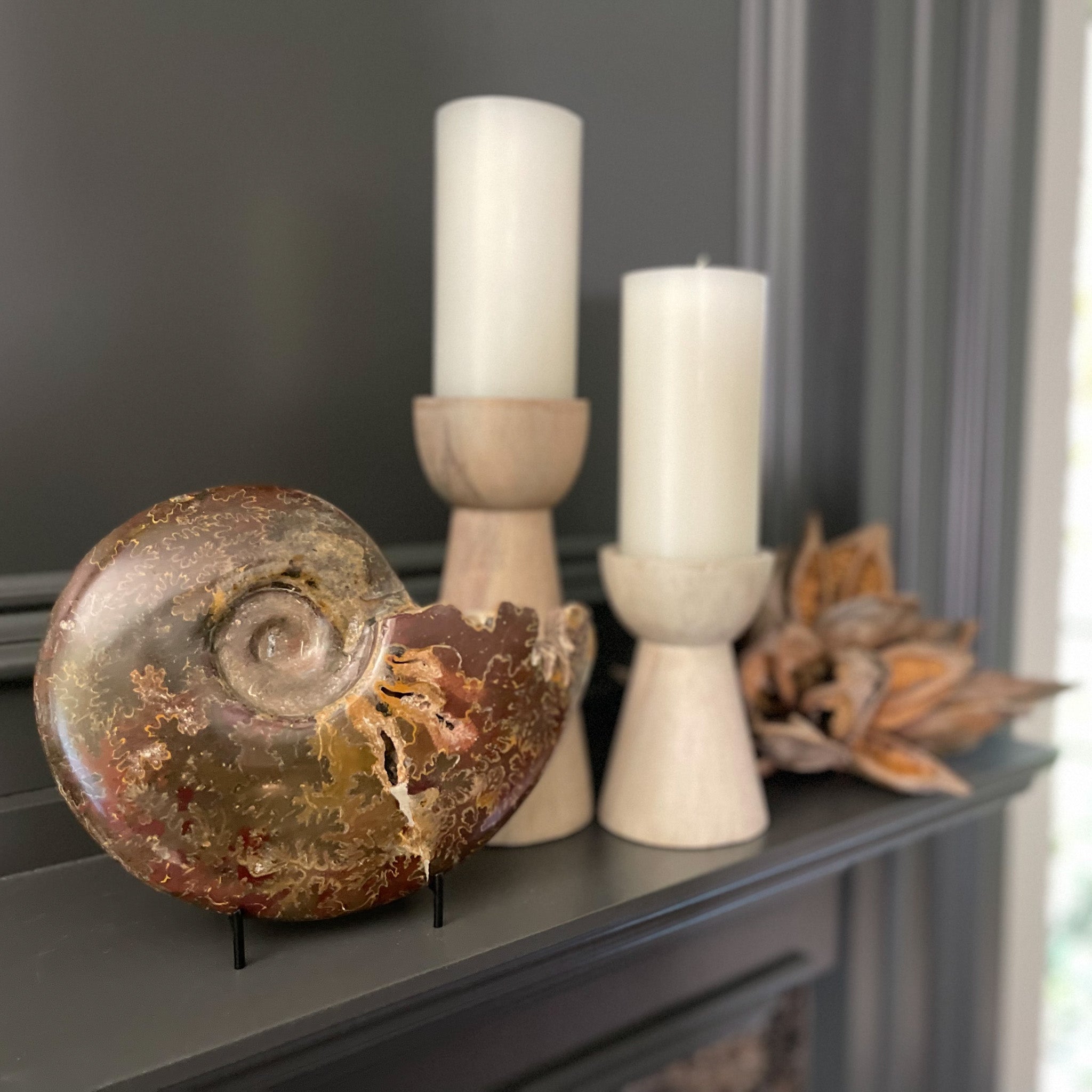 Moroccan Fossil Ammonite, Natural Home Accents