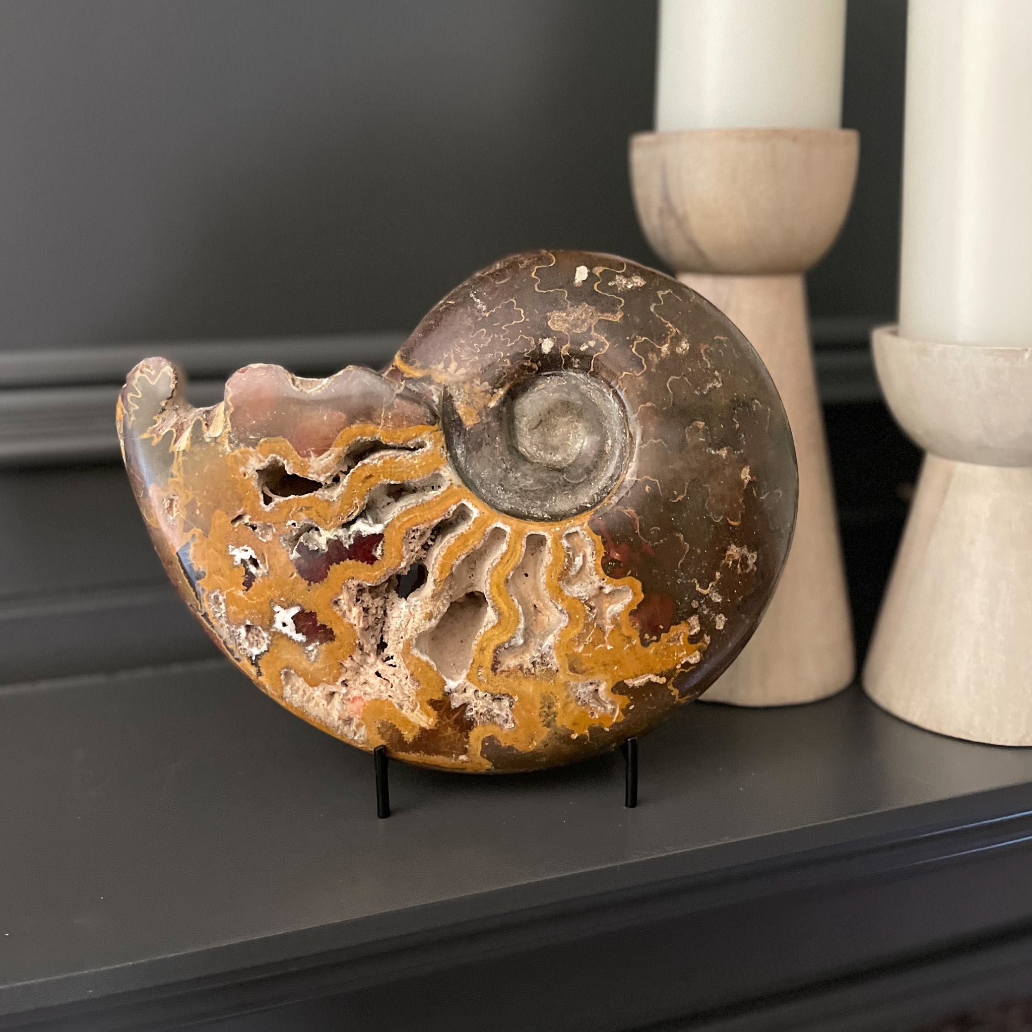 Fossilzied Ammonite, Moroccan Ammonite, Fossil Nautilus 