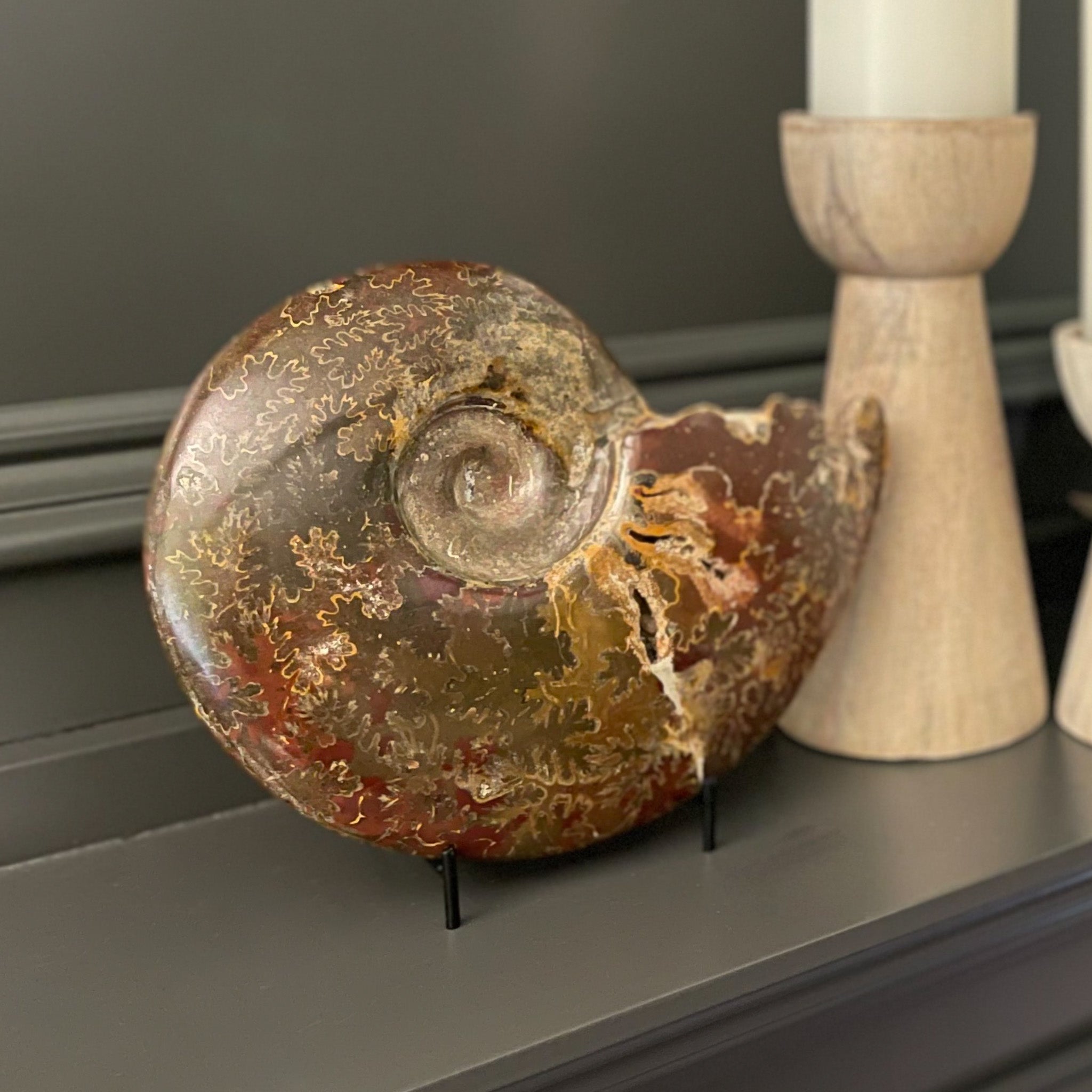 Open Chambered Polished Moroccan Ammonite