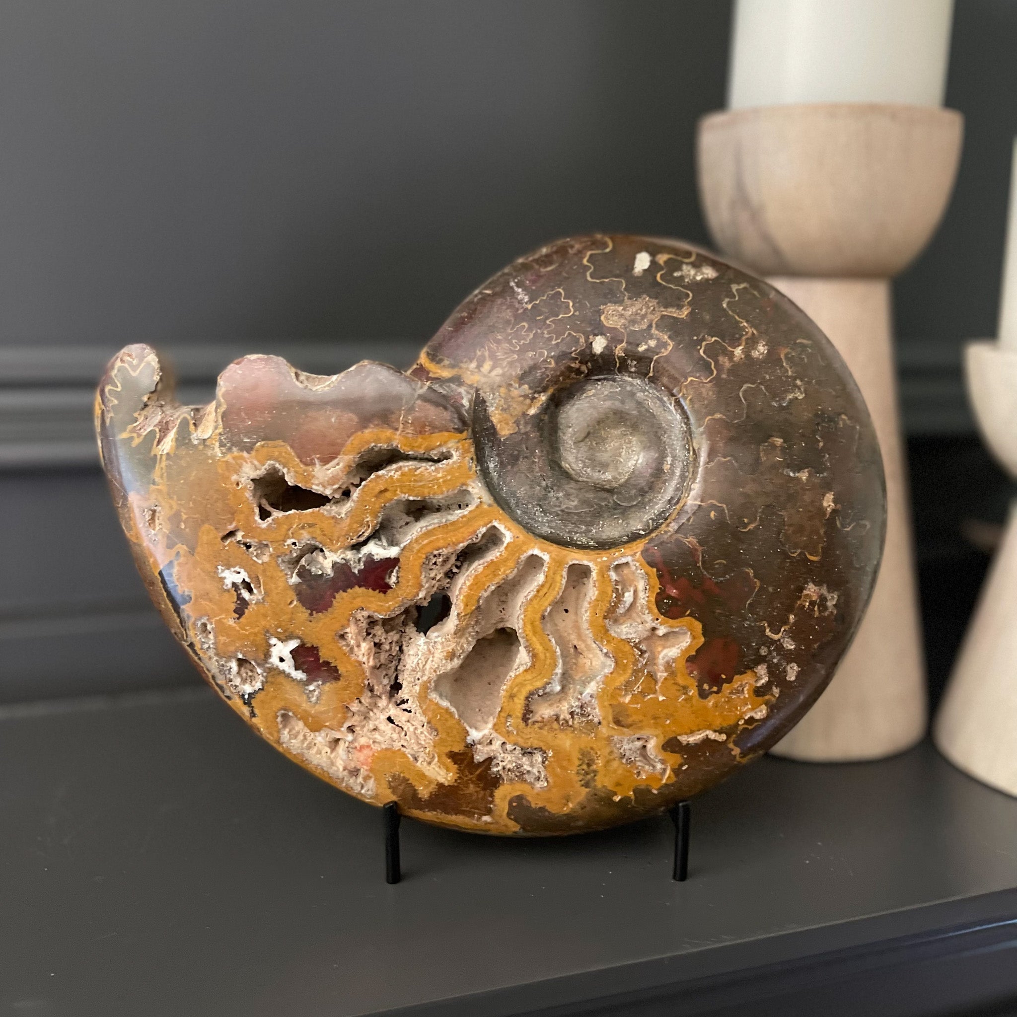 Open Chambered Polished Moroccan Ammonite, Natural Home Accessories