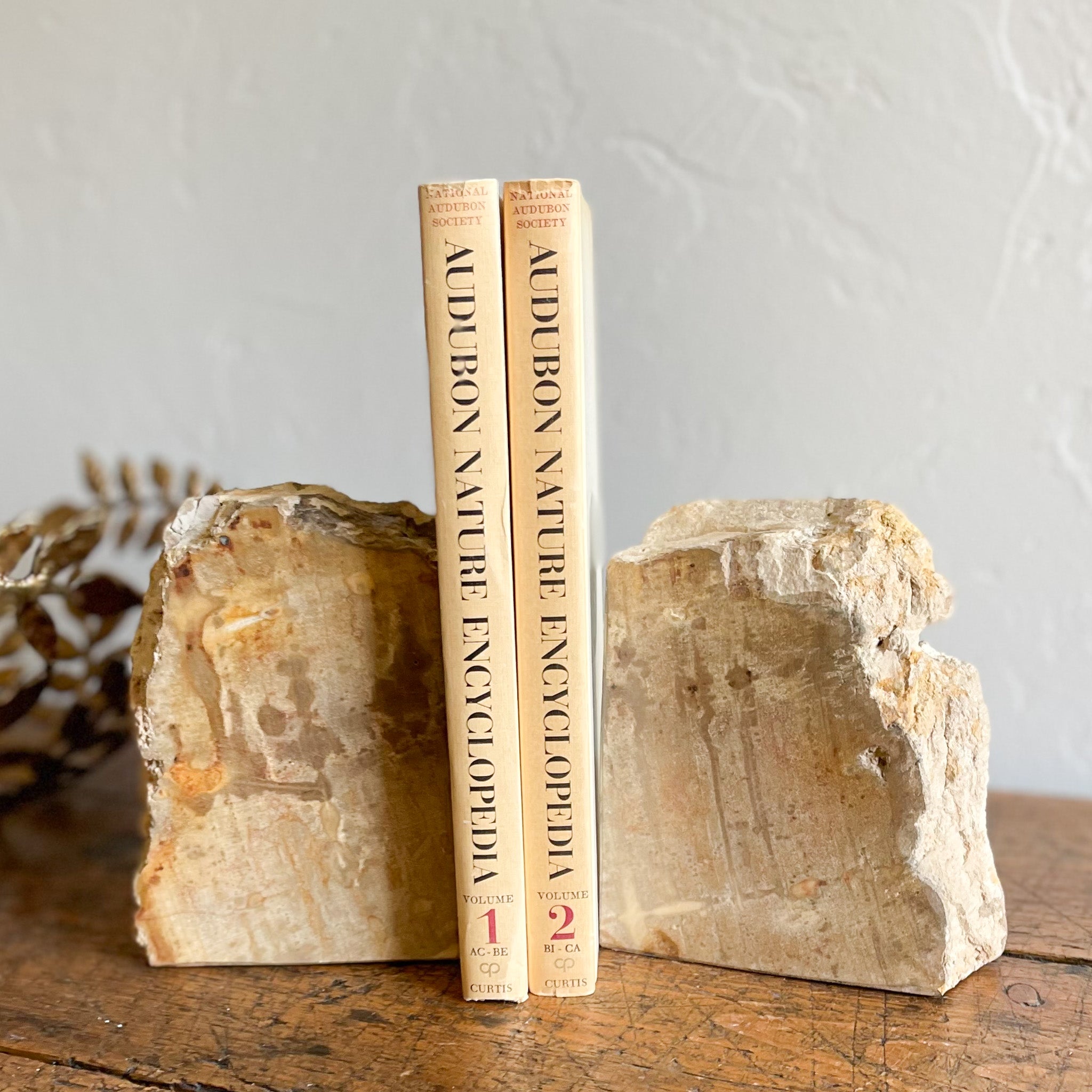 indonesian petrified wood bookends