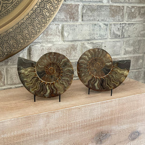 fossilized ammonite pair madagascar, natural home decor