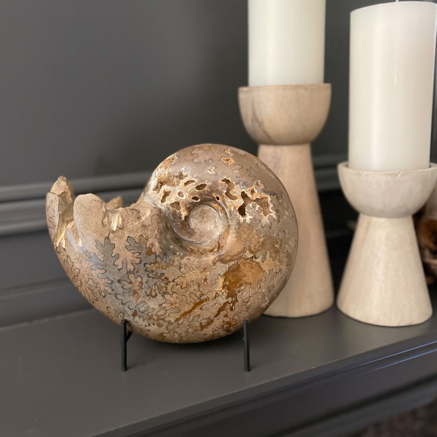 Polished Moroccan Ammonite - Rare Earth Mercantile