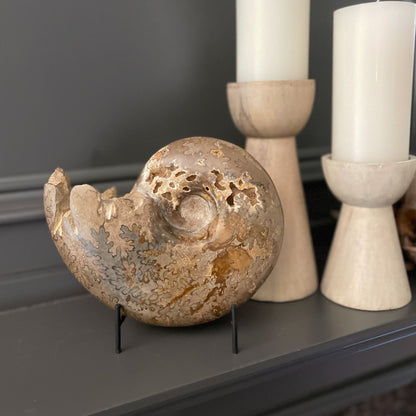 Polished Moroccan Ammonite - Rare Earth Mercantile
