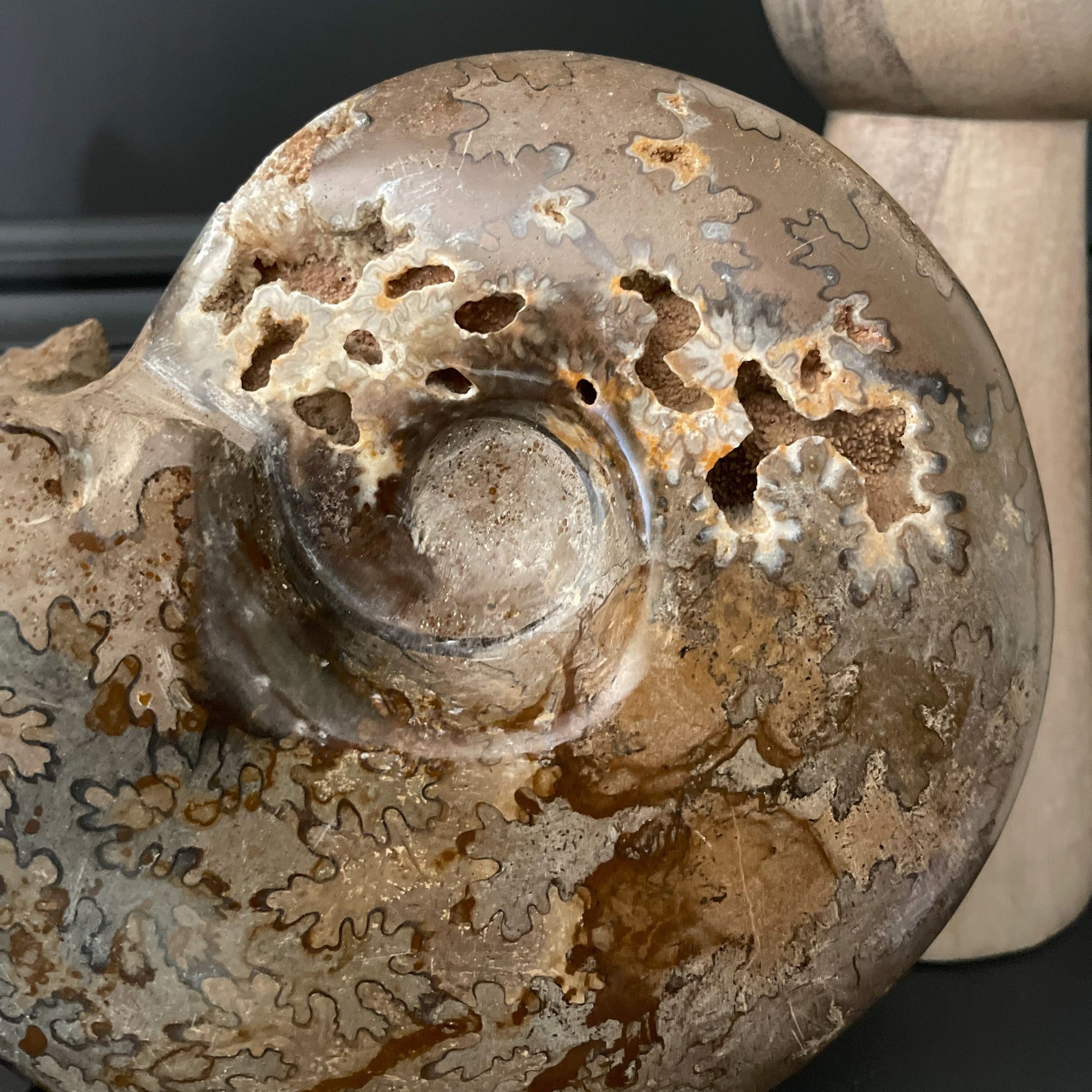 Polished Moroccan Ammonite - Rare Earth Mercantile