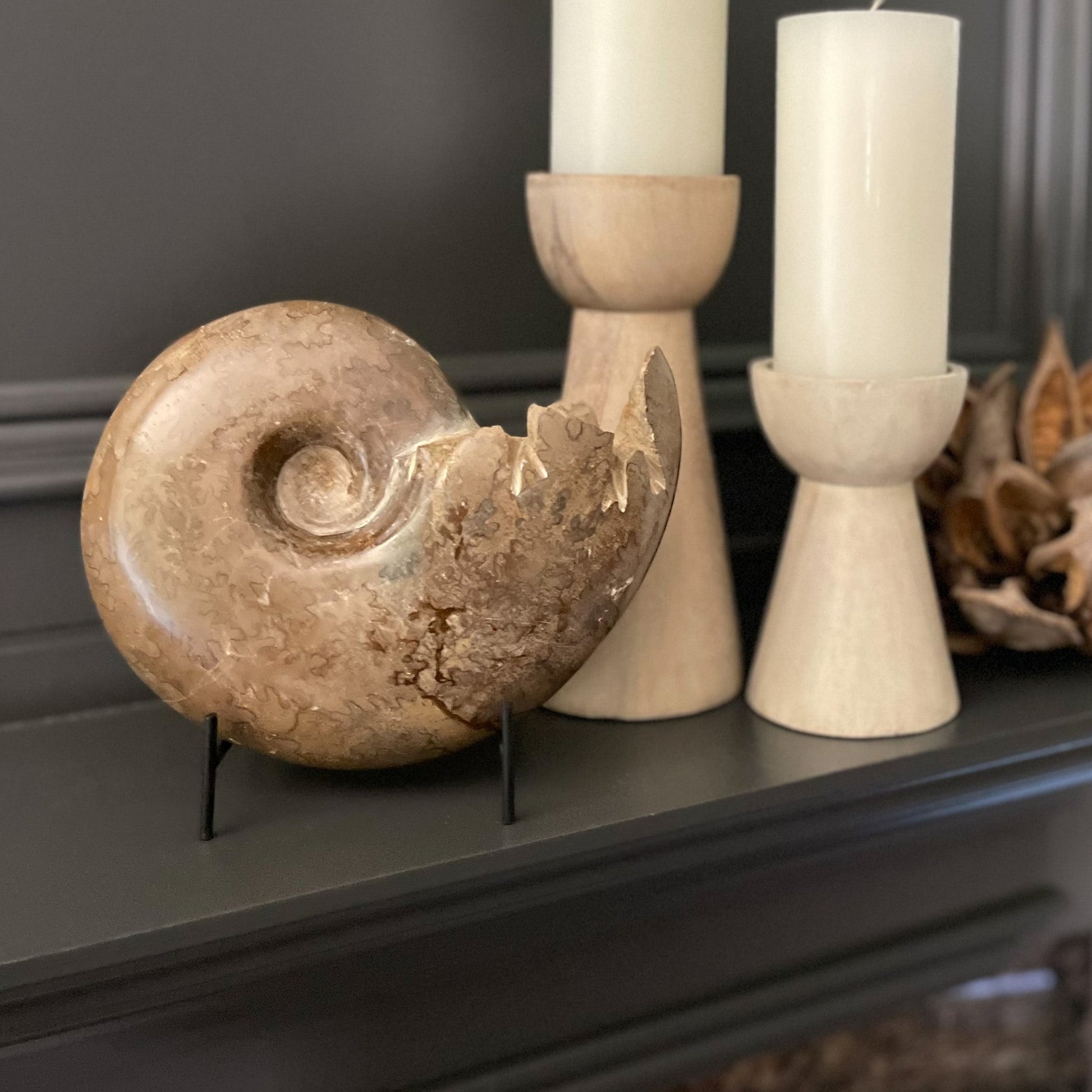 Polished Moroccan Ammonite - Rare Earth Mercantile